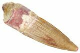 Fossil Spinosaurus Tooth - Real Dinosaur Tooth #269213-1